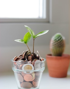 green plant in clear glass cup