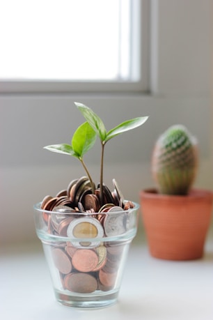 green plant in clear glass cup full of coins