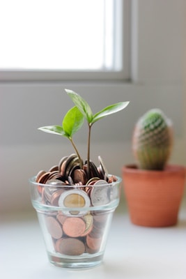 Plant growing from coins — a metaphor for financial growth