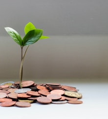 green plant on brown round coins