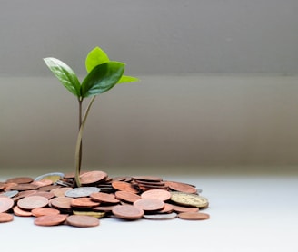 green plant on brown round coins