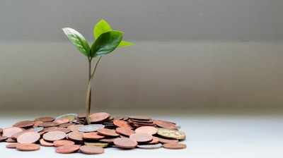 green plant on brown round coins