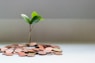 green plant on brown round coins