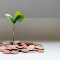 green plant on brown round coins