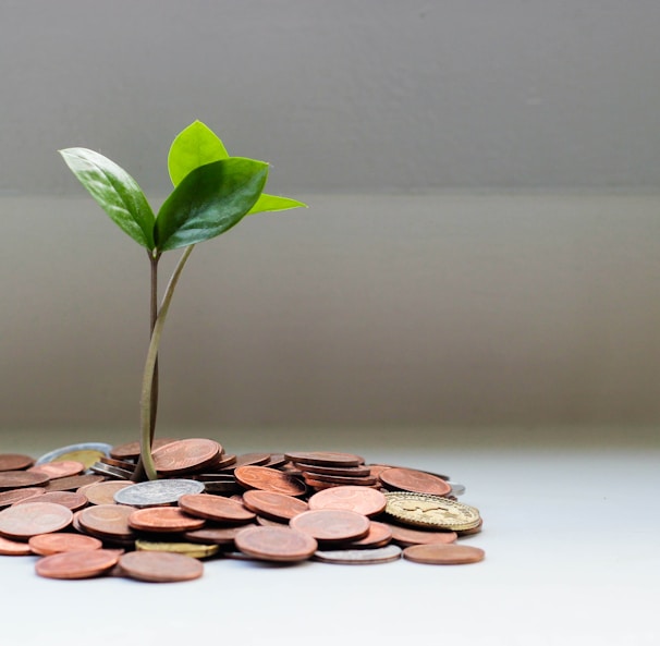 green plant on brown round coins