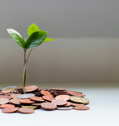 green plant on brown round coins