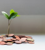 green plant on brown round coins