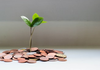 green plant on brown round coins