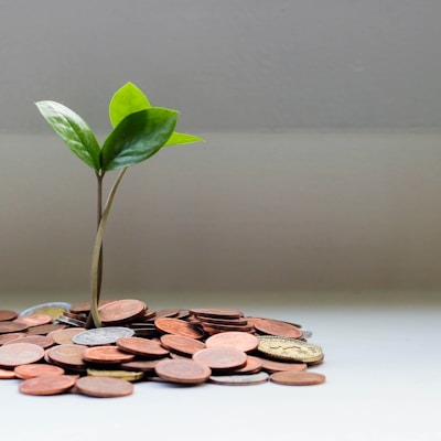 green plant on brown round coins