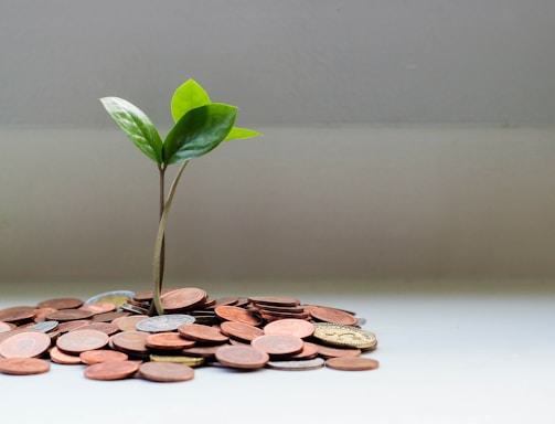 green plant on brown round coins