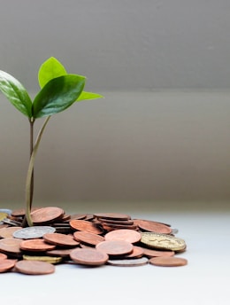 green plant on brown round coins