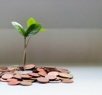 green plant on brown round coins