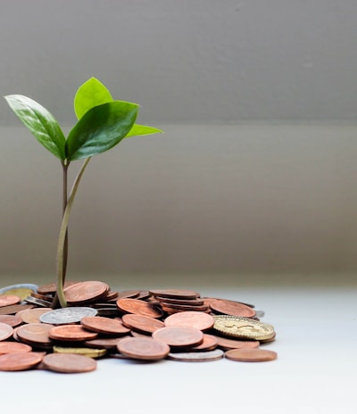 green plant on brown round coins