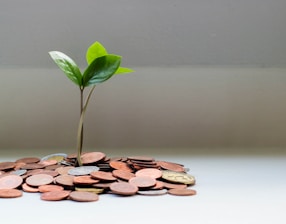 green plant on brown round coins