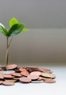 green plant on brown round coins