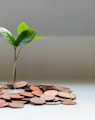 green plant on brown round coins