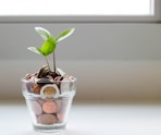 green plant in clear glass cup