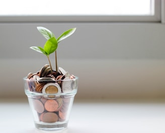 green plant in clear glass cup