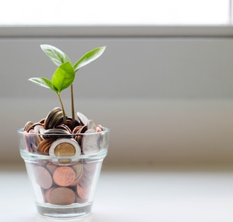 green plant in clear glass cup