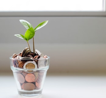 green plant in clear glass cup