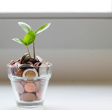 green plant in clear glass cup