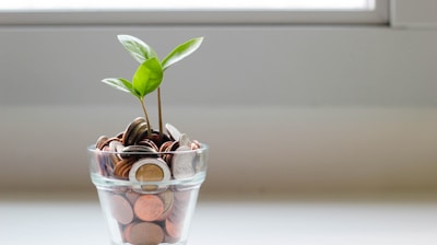 green plant in clear glass cup