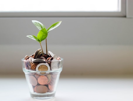 green plant in clear glass cup