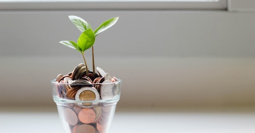 green plant in clear glass cup