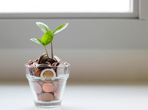 green plant in clear glass cup