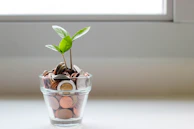 Close-up of hands counting savings coins beside a small plant on a sunlit table