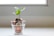 green plant in clear glass cup