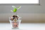 green plant in clear glass cup
