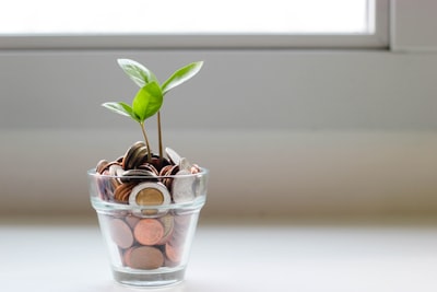 Plant growing from glass full of money.