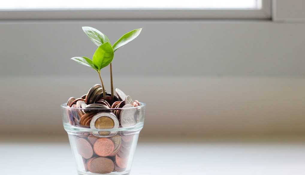 green plant in clear glass cup