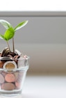 green plant in clear glass cup