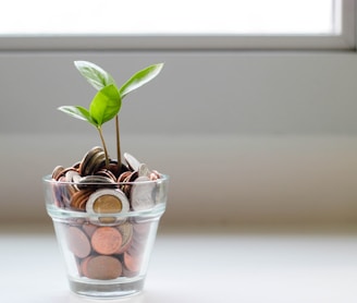 green plant in clear glass cup