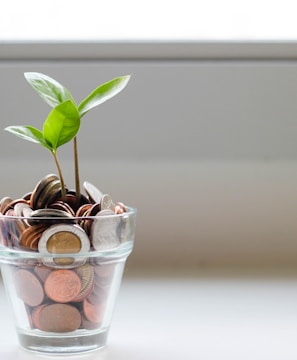 green plant in clear glass cup