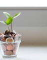 green plant in clear glass cup