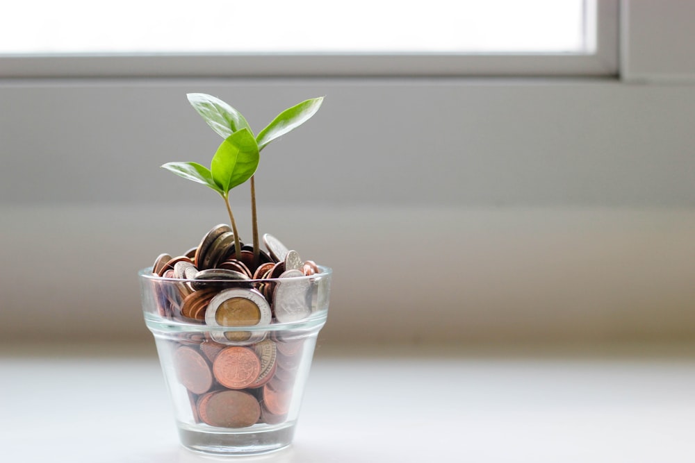 green plant in clear glass cup