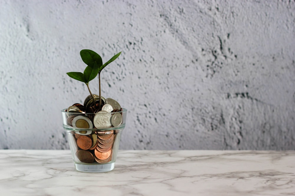 green plant in clear glass cup