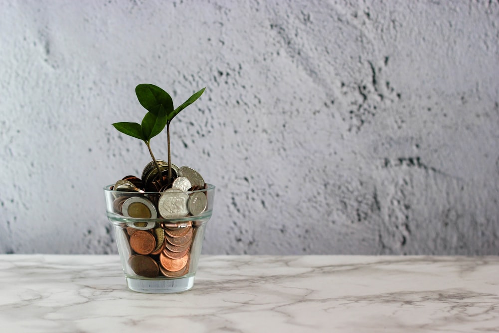 Planta verde en vaso de vidrio transparente