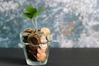 green plant in clear glass vase