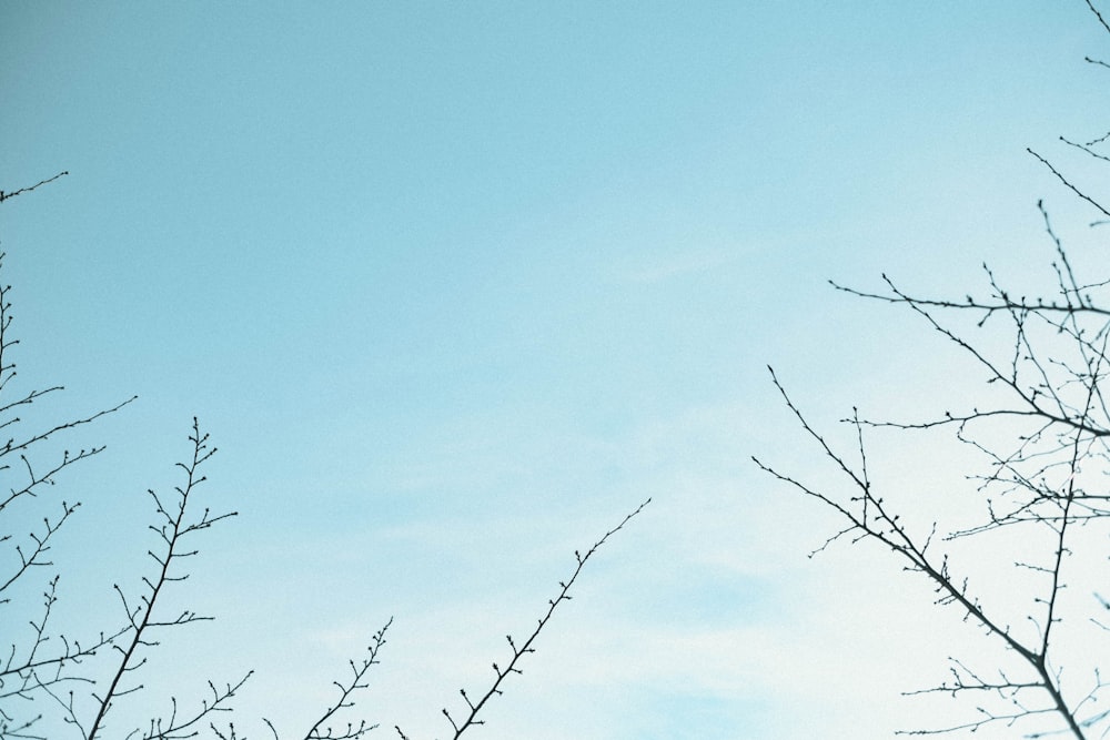 bare tree under blue sky during daytime