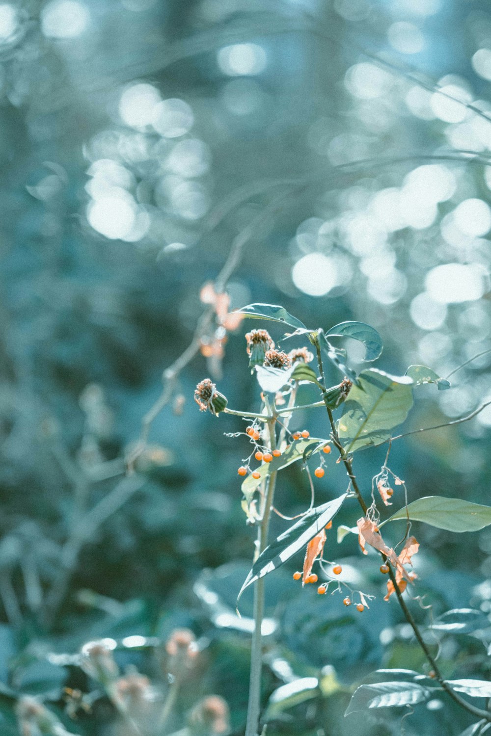 green leaves in tilt shift lens