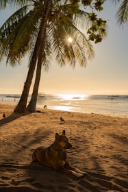 brown and black german shepherd lying on beach sand during sunset