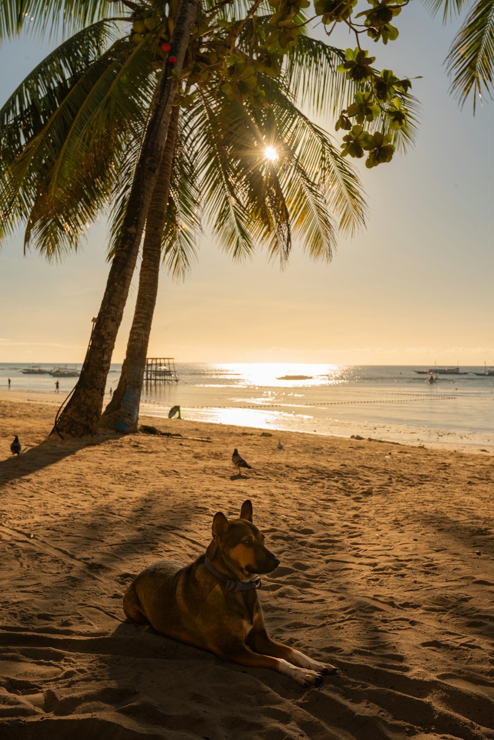 brown and black german shepherd lying on beach sand during sunset