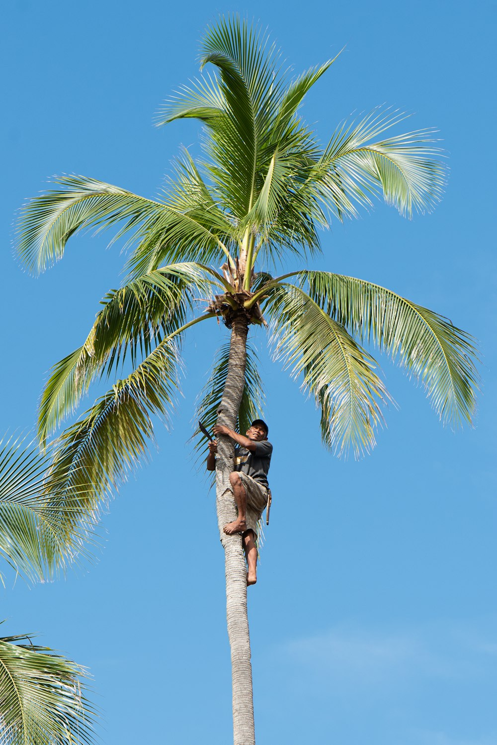 brown bird on green palm tree during daytime