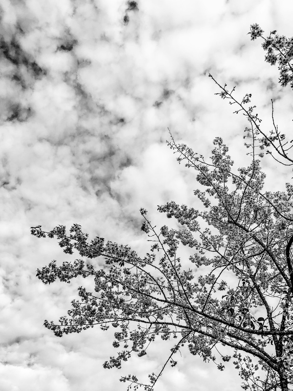 grayscale photo of tree under cloudy sky