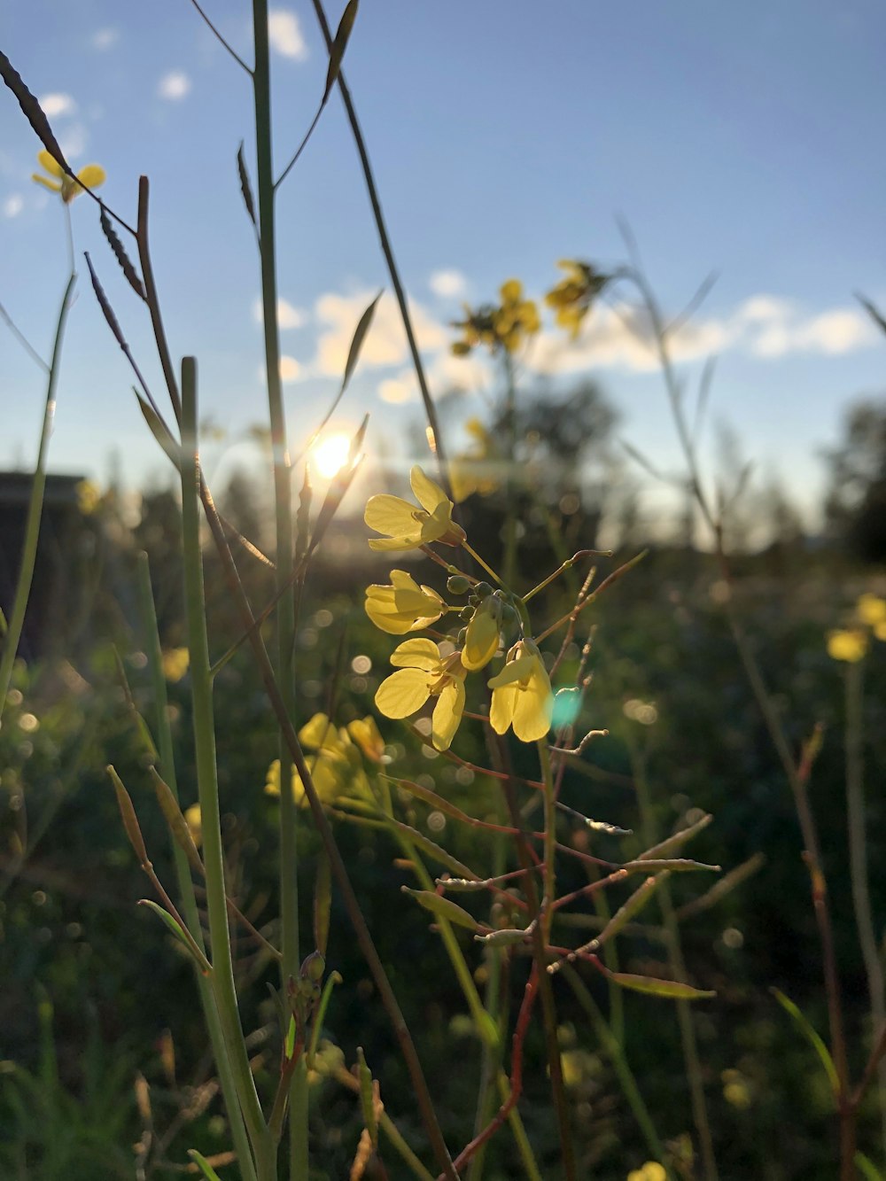 yellow flowers in tilt shift lens