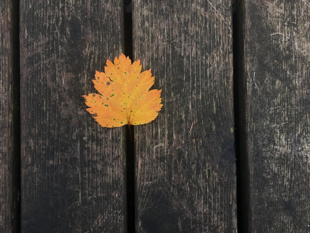 yellow maple leaf on brown wooden surface